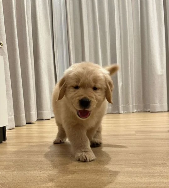 cuccioli di golden retriever