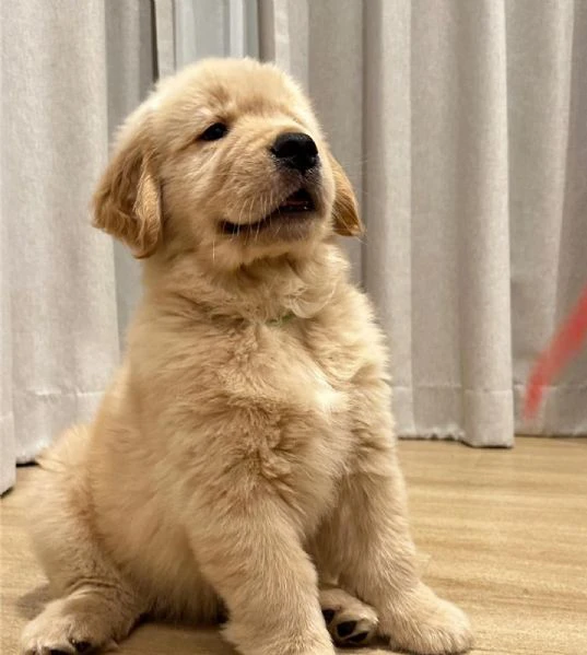 disponibili cuccioli di golden retriever. | Foto 0