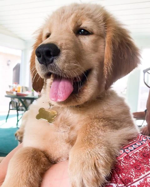 splendidi cuccioli di pitbull