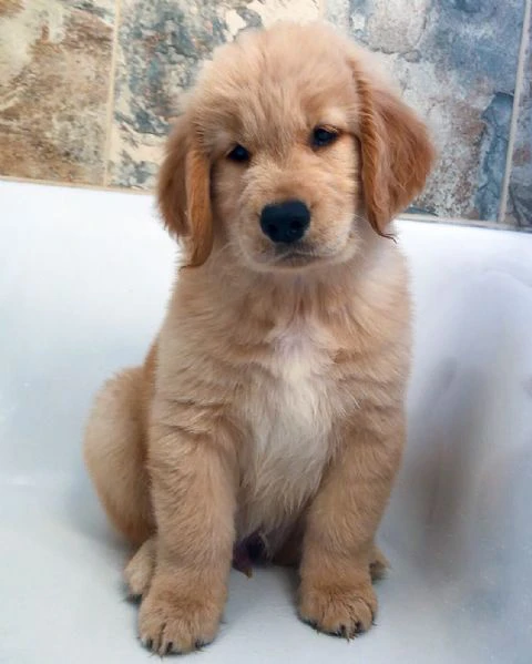 splendidi cuccioli di pitbull | Foto 1