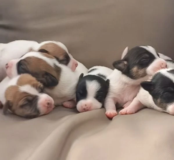 gek russel  toy piccolissimi  x info conttatare  il 329 675 2258  | Foto 4