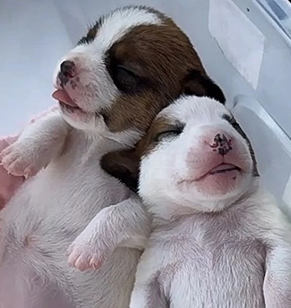 gek russel  toy piccolissimi  x info conttatare  il 329 675 2258  | Foto 3