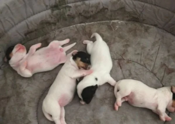 gek russel  toy piccolissimi  x info conttatare  il 329 675 2258 