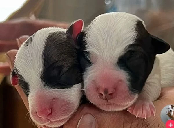 gek russel  toy piccolissimi  x info conttatare  il 329 675 2258  | Foto 0