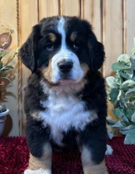 cuccioli di bovaro del bernese