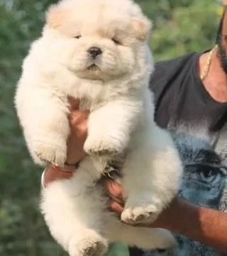 chow chow cuccioli disponibili | Foto 1