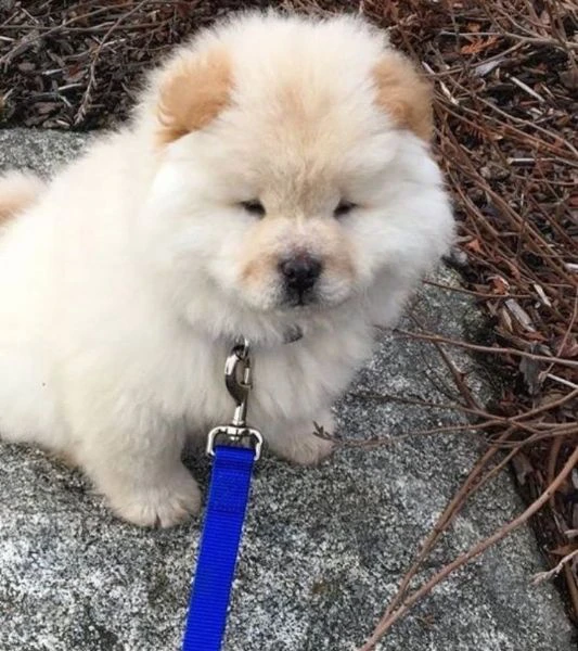 chow chow cuccioli disponibili | Foto 0