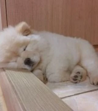 chow chow cuccioli disponibili