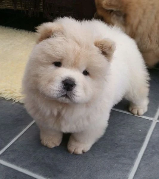 stupendi cuccioli di chow chow machio e femmina con pedigree.  | Foto 2