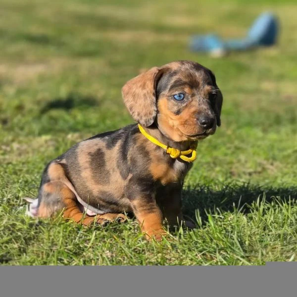 cucciolo bassotto tedesco | Foto 0