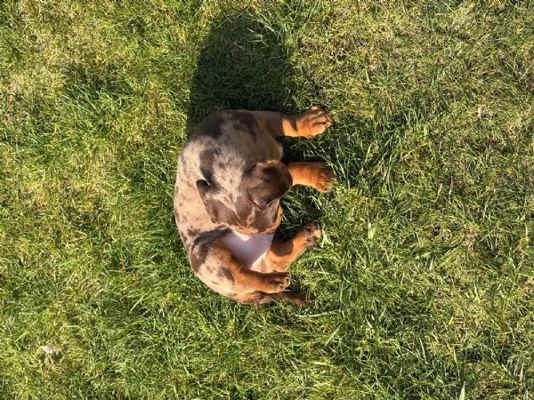 disponibili splendidi cuccioli di bassotto tedesco | Foto 2