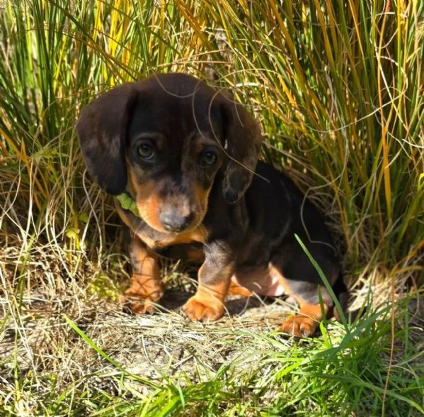 bassottini nani a pelo corto, cuccioli bellissimi disponibili. | Foto 1