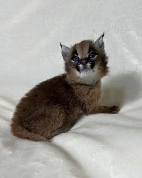 cucciolo di caracal disponibile | Foto 1