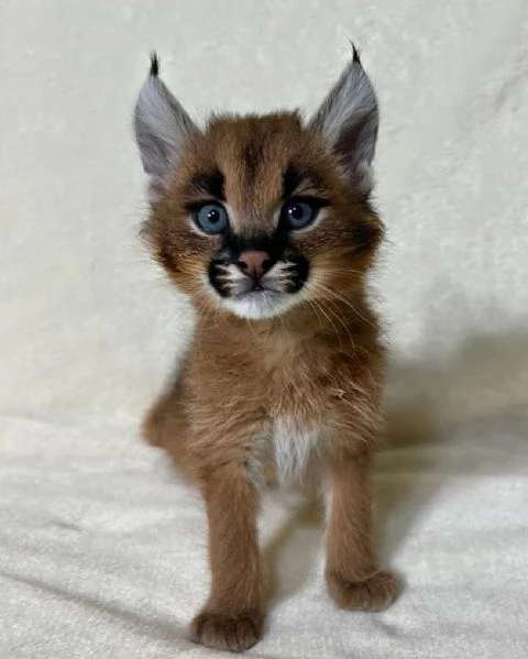 cucciolo di caracal disponibile | Foto 0