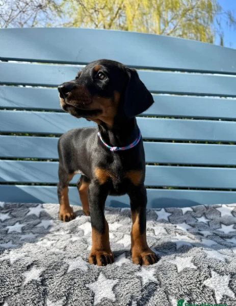 cuccioli di dobermann eccezionali
