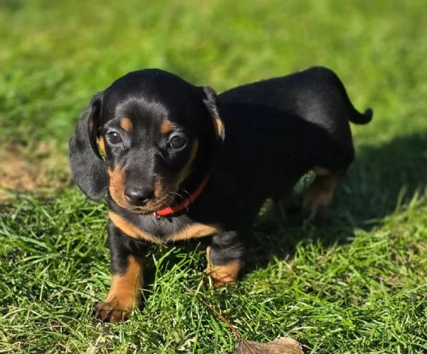 cuccioli di bassotto | Foto 1