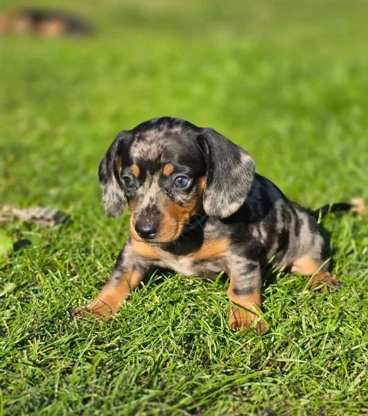 cuccioli di bassotto | Foto 0