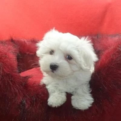 maltipoo maschio accoppiamento