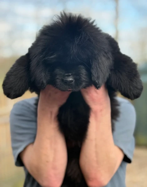 cuccioli di terranova in cerca di adozione