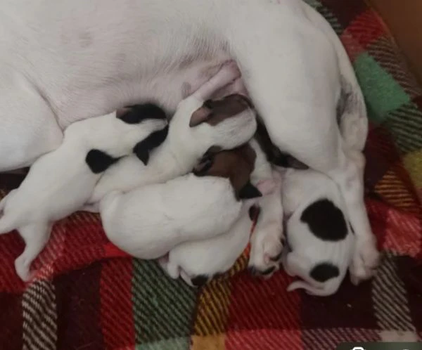 gek russel  toy nati 19 aprile  2026 x info conttatare  azzura n 3807851684