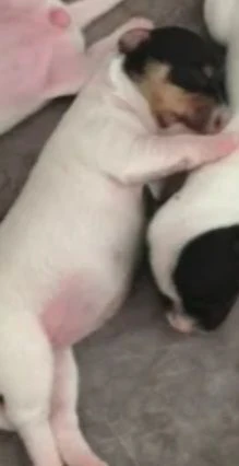 gek russel  toy nati 19 aprile  2026 x info conttatare  azzura n 3807851684 | Foto 2