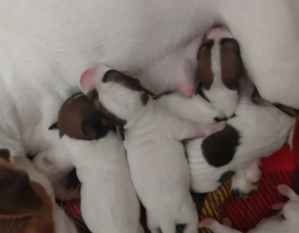 gek russel  toy nati 19 aprile  2026 x info conttatare  azzura n 3807851684 | Foto 1