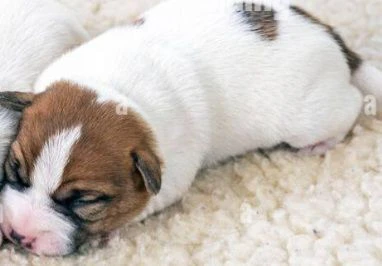 gek russel  toy nati 19 aprile  2026 x info conttatare  azzura n 3807851684 | Foto 0