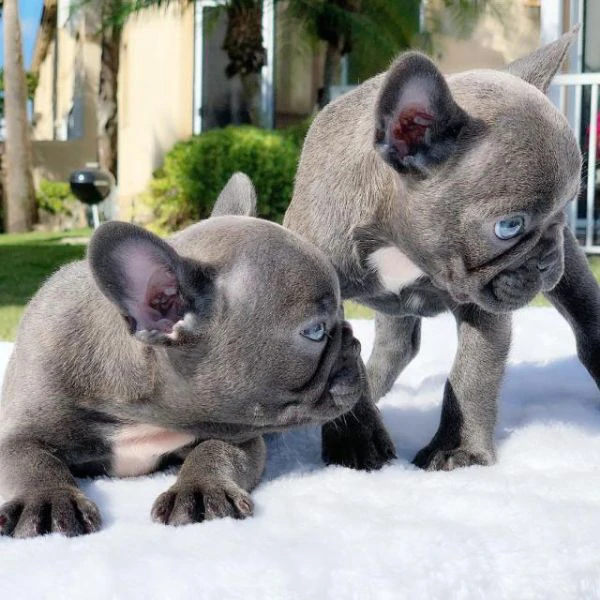 cuccioli di bulldog francese in regalo | Foto 0