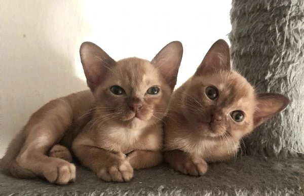 gattini burmesi razza pura | Foto 2