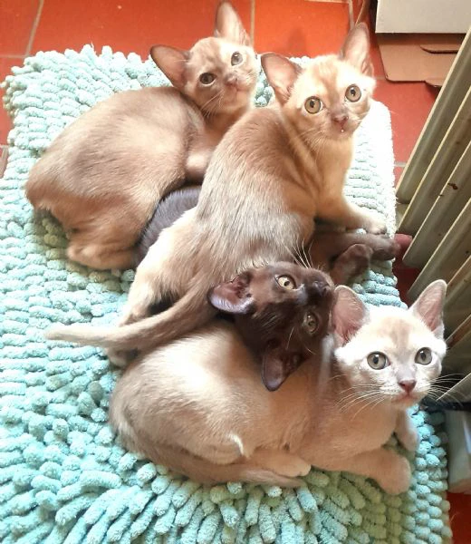 gattini burmesi razza pura | Foto 1