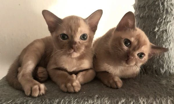 gattini burmesi razza pura | Foto 0