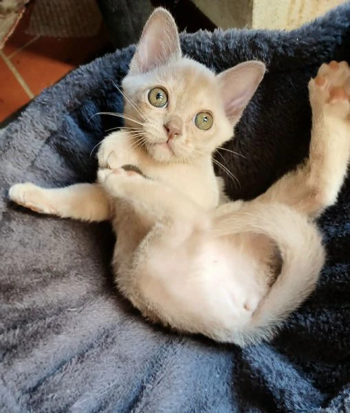 cuccioli burmesi europei color lilla | Foto 2