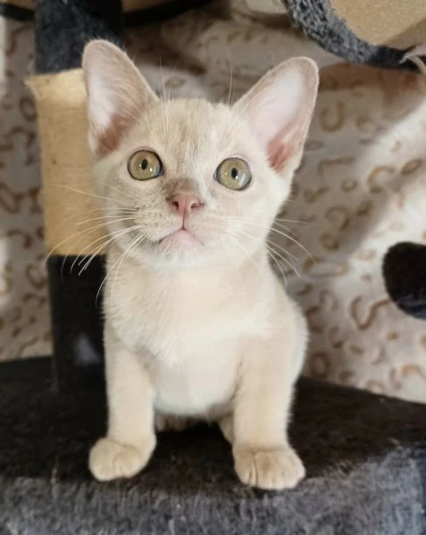cuccioli burmesi europei color lilla | Foto 1