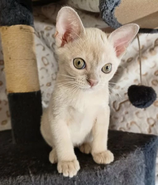 cuccioli burmesi europei color lilla | Foto 0