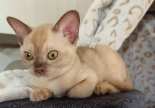 cuccioli burmesi europei | Foto 2