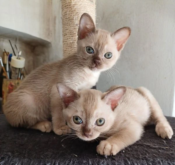cuccioli burmesi europei | Foto 1