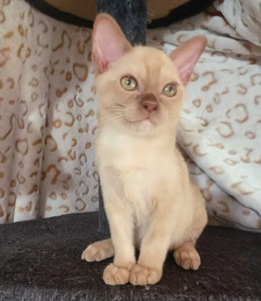 cuccioli burmesi europei | Foto 0