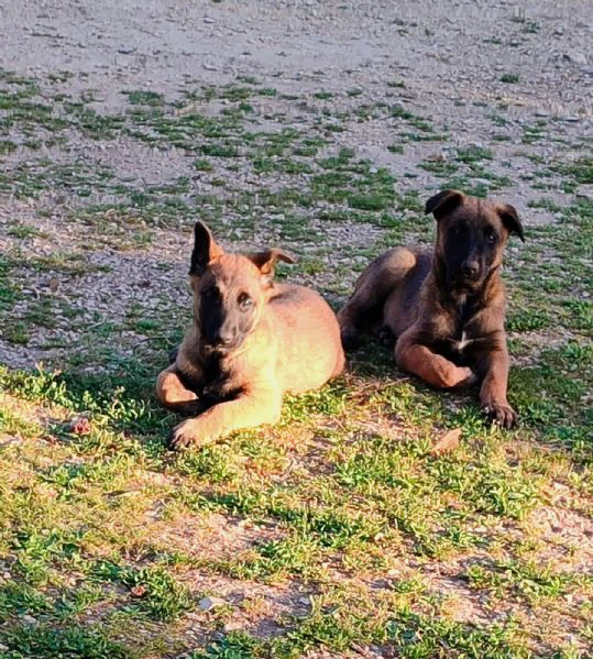cuccioli di pastore belga malinois  | Foto 3