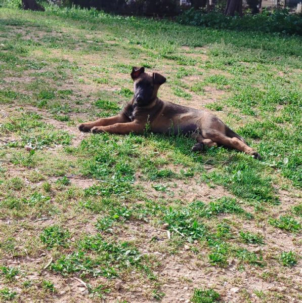 cuccioli di pastore belga malinois  | Foto 2