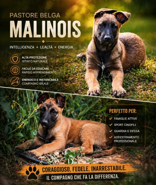 cuccioli di pastore belga malinois 