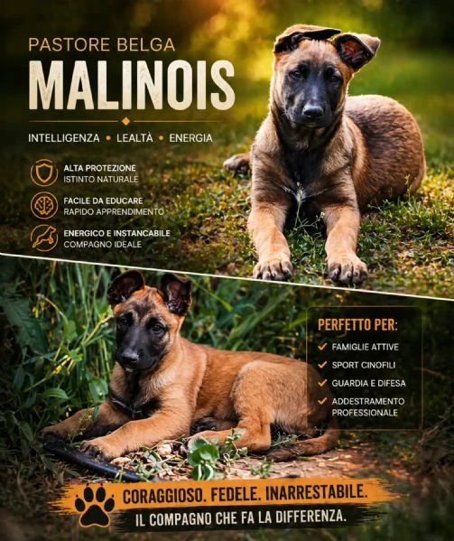 cuccioli di pastore belga malinois 