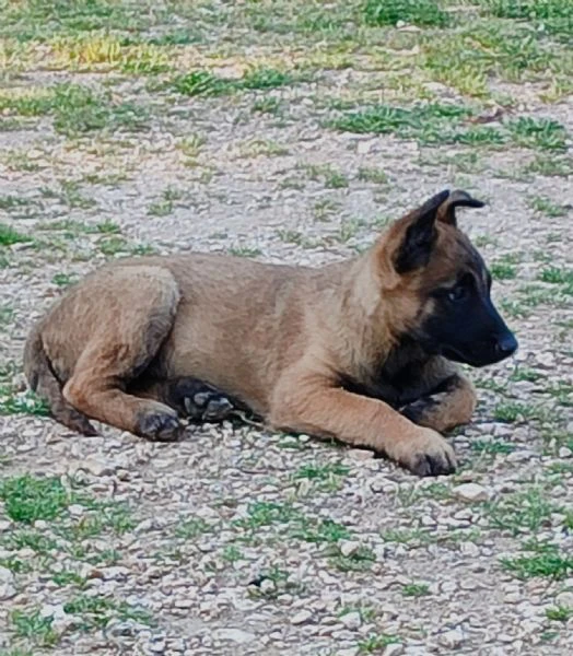 cuccioli di pastore belga malinois  | Foto 1