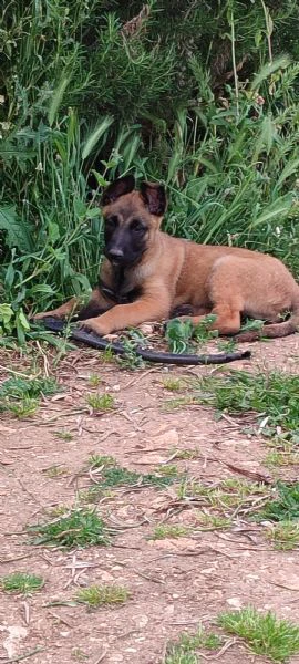 cuccioli di pastore belga malinois  | Foto 0