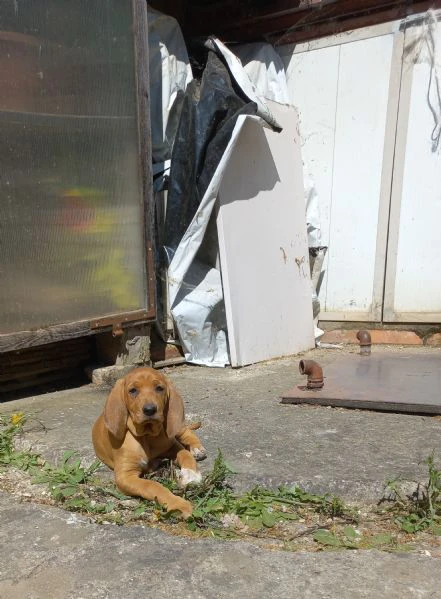 cuccioli segugio italiano | Foto 4