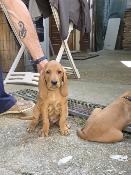cuccioli segugio italiano | Foto 3
