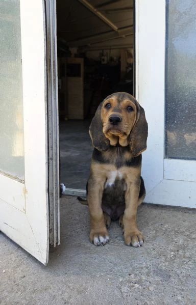 cuccioli segugio italiano | Foto 2