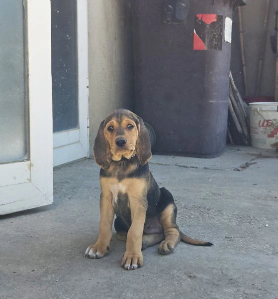 cuccioli segugio italiano | Foto 1