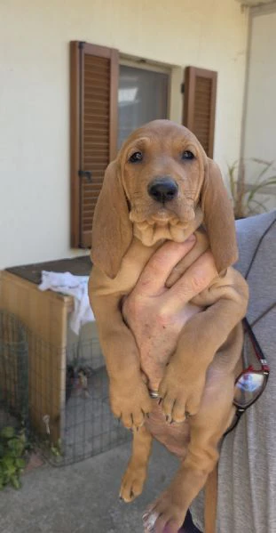 cuccioli segugio italiano | Foto 0