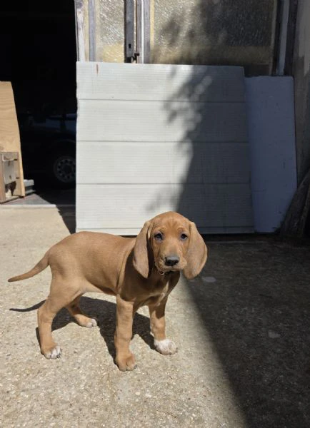 cucciola segugio italiano | Foto 3
