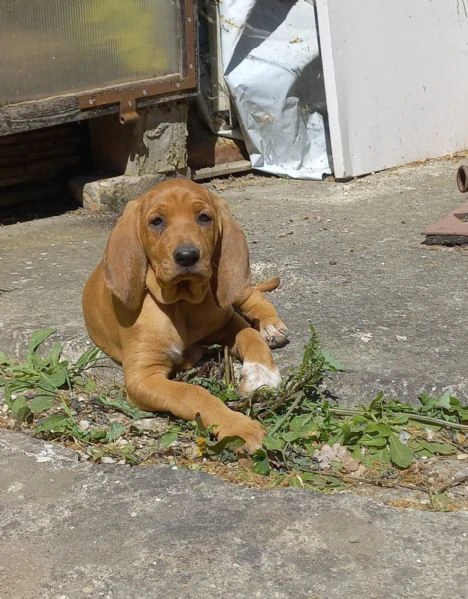 cucciola segugio italiano | Foto 2